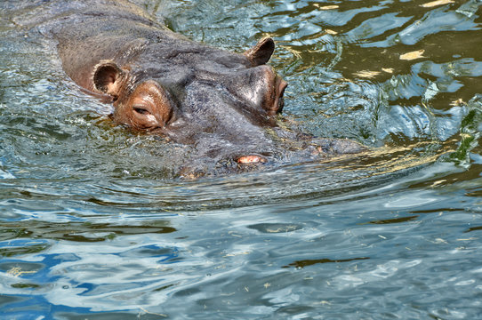 Hippo swims in a lake. Beautiful African Hippopotamus. Wildlife of Africa. Close up photo. Amazing portrait. Wild powerful animals in National Parks.