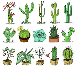 home cactus plants with prickles and nature elements in pots and with flowers. exotic or tropical. collection of various succulents. engraved in ink hand drawn in old sketch and vintage style.