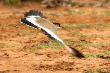 Crowned Plover In Flight