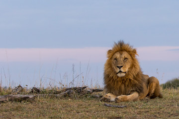 Obraz na płótnie Canvas Male Lion at Dawn