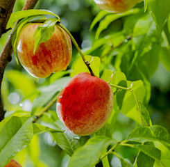 Sweet peach fruits growing on a peach tree branch