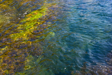 Fototapeta na wymiar rocky sea shore with with seaweed, waves with foam