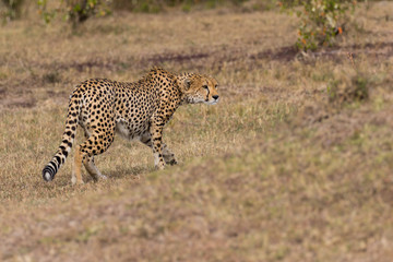 Cheetah Stalking Prey