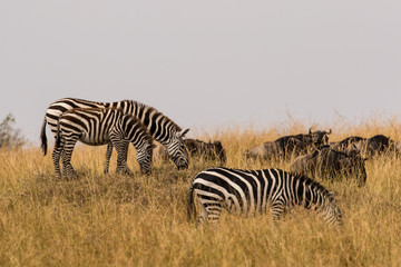 Fototapeta na wymiar Zebra and Wildebeest Grazing