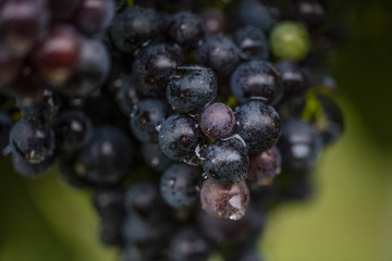 blue grapes in vineyard