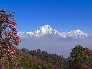 ネパール　ヒマラヤ　アンナプルナ　ダウラギリ　ニルギリ　プーンヒル　シャクナゲ　ポカラ　nepal Himal Annapurna Dhaulagiri Nilgiri Poon hill Rhododendron pokhara