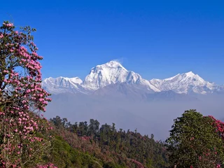 Rolgordijnen Dhaulagiri ネパール　ヒマラヤ　アンナプルナ　ダウラギリ　ニルギリ　プーンヒル　シャクナゲ　ポカラ　nepal Himal Annapurna Dhaulagiri Nilgiri Poon hill Rhododendron pokhara