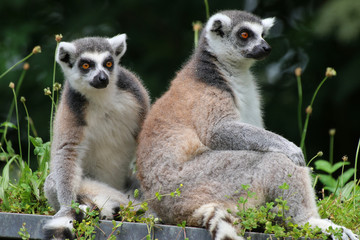 Zwei Kattas (Lemur catta) sitzen nebeneinander