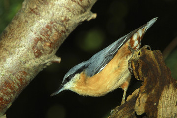 Kleiber (Sitta europaea) am Baumstamm