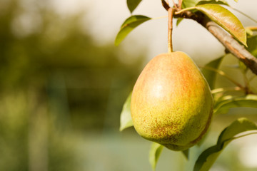 Pear fruit. Juicy organic fresh ripe food background. Green leaf on the tree. Freshness. Raw natural sweet yellow ingredient. Su