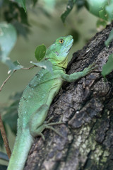 Stirnlappen-Basilisk (Basiliscus plumifrons), am Baumstamm