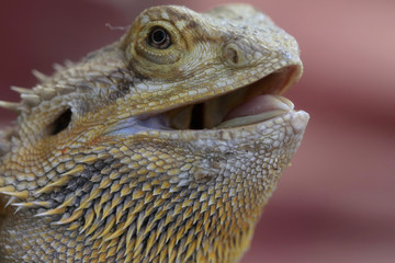 Bartagame (Pogona vitticeps) 