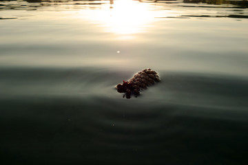 Floating pine cone on lake surface