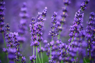 Fototapeta premium Lavender fields in Hokkaido has been cultivated for more half a century, attract large number of visitors to the region every summer. It starts blooming in July and reaches its peak in mid July. 