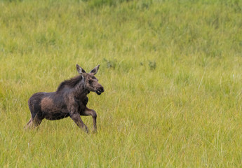 Fototapeta premium Moose Calf Prances Through Grassy Field