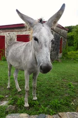 Crédence de cuisine en verre imprimé Âne wild roaming donkey on St. John, US Virgin Islands, Caribbean
