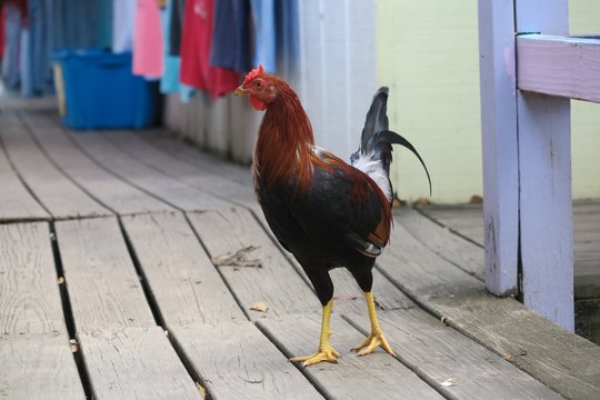 chicken crosses a colorful porch