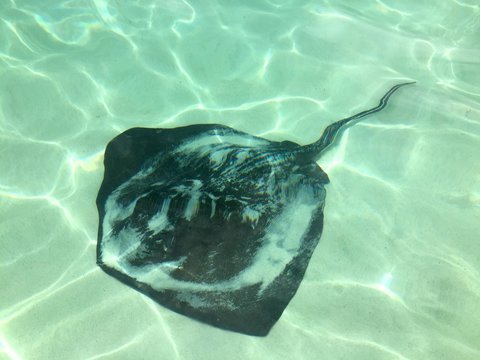 stingray swimming in clear shallow tropical sea