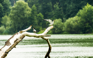 pair of seagulls on a dead tree trunk over a lake