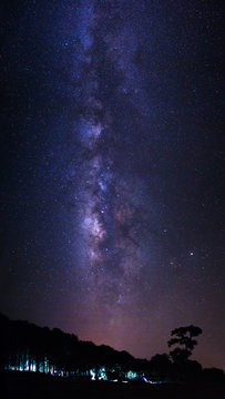 Silhouette of pine tree and Milky way  galaxy at Phu Hin Rong Kla National Park,Phitsanulok Thailand