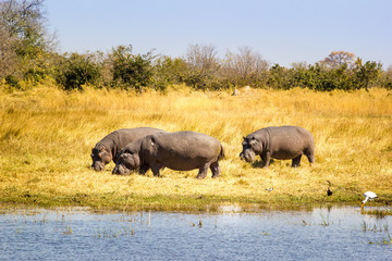 Naklejka na ściany i meble Wild Hippos at the Okavango Delta, Botswana