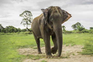 Fototapeta na wymiar walking elephant