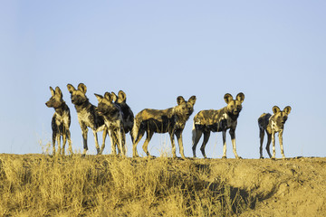 wild dog of Namibia