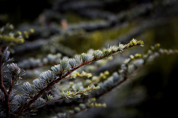 a christmas tree branch