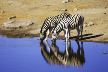 Namibian Zebra