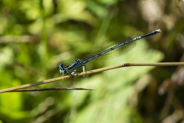 A dragonfly sitting seamlessly on the stalk.