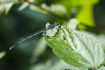 A dragonfly seated on the leaf.