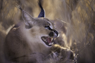 Namibian lynx
