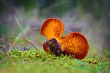 omphalotus olearius mushroom
