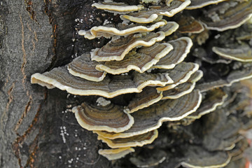 trametes versicolor mushroom