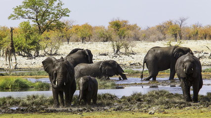 Elephants of Etosha national park