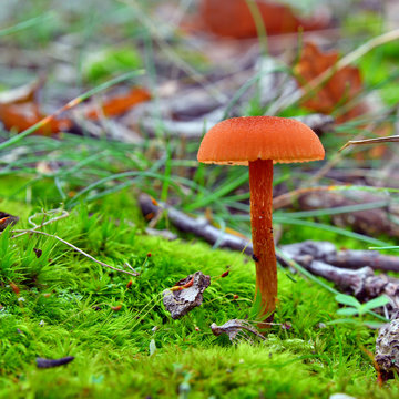 laccaria laccata mushroom
