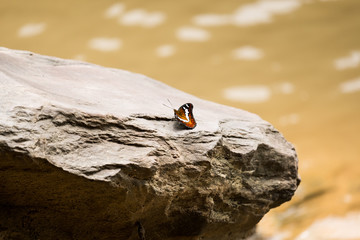 Colorful  butterfly stand alone on silver stone in the forest  from Thailand