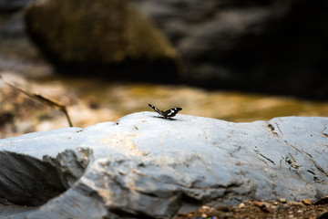 Black butterfly stand alone on silver stone in the forest  from Thailand