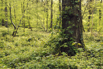 wild vegetation in a woodland