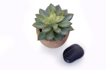 Decoration cactus and black stone