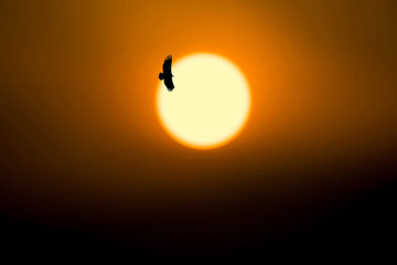 Fototapeta na wymiar Silhouette eagle flying and sunrise