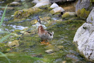 Indische Laufente, auch Flaschenente (Anas platyrhynchos) im Wasser