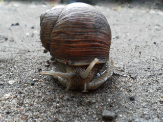 Snail crawling on the ground. Cute escargot