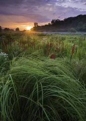Photo sur Plexiglas Kaki Lever du soleil sur une prairie du Midwest où les tiges rouge vif de la fleur cardinale se frayent un chemin à travers les herbes denses des prairies. Comté de DuPage, Illinois.