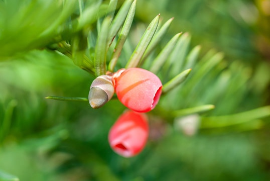   m&auml;nnliche  konifere 