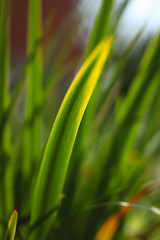 фактура листьев травы