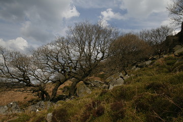 Views of nature, Peak District, UK
