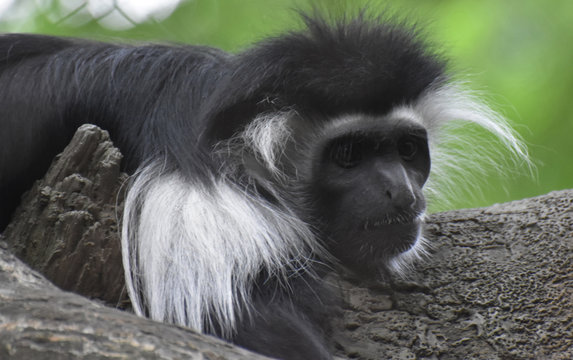 Face of a Black and White Colobus Monkey on a Tree Trunk