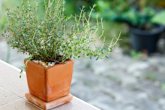 Thyme growing in the pottery