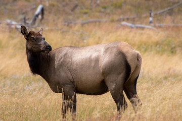 A female elk looking up at a nearby sound while grazing on the grasslands of Yellowstone National Park.